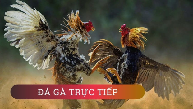 Game Đá Gà Trực Tiếp